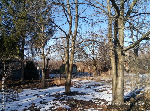 trees in the snow © Viacheslav