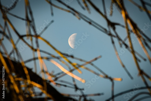 Moon in the daytime through trees