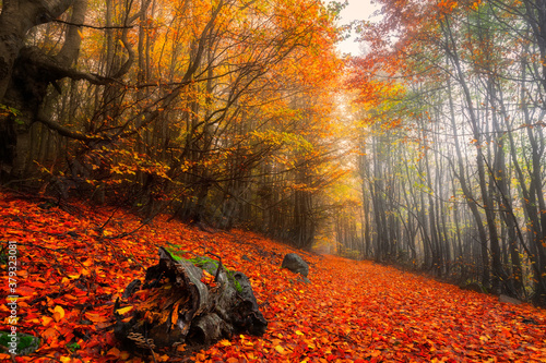 Cuadro en lienzo Autumn colors
