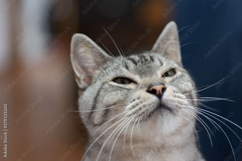 可愛い猫 サバトラ猫 可愛い猫 サバトラ猫
