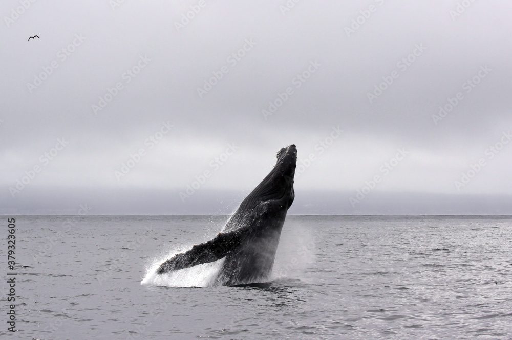 Fototapeta premium Jump of a humpback whale (picture 1 in a series of 8). The wheather is typical for a summer day in Monterey (California) bay, grey and low hanging clouds.