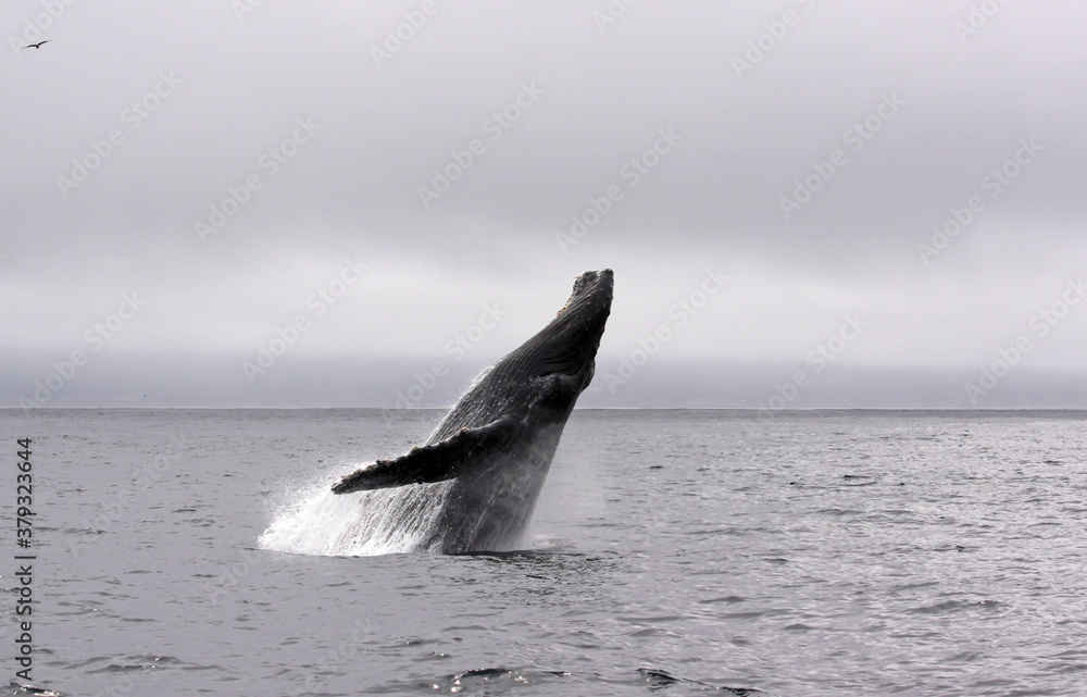 Fototapeta premium Jump of a humpback whale (picture 2 in a series of 8). The wheather is typical for a summer day in Monterey (California) bay, grey and low hanging clouds.