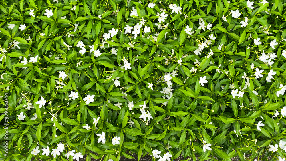 White Flower White Flower