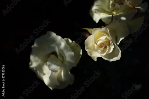 Fototapeta Naklejka Na Ścianę i Meble -  White Flower of Rose 'Ryokko' in Full Bloom
