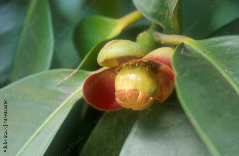 Obraz premium Mangoustan | Mangoustan