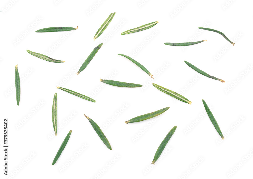 Fresh green sprigs of rosemary isolated on a white background Fresh green sprigs of rosemary isolated on a white background