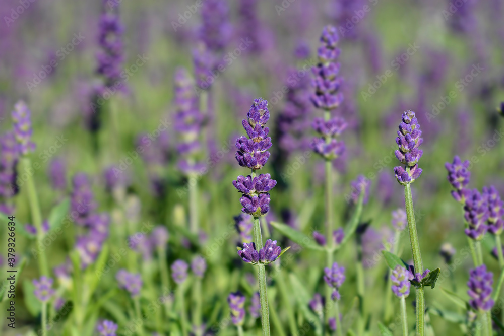 English lavender Ellagance Purple English lavender Ellagance Purple