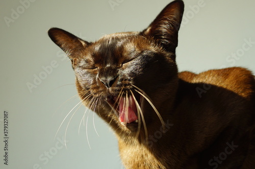 Portrait of brown Burmese cat with chocolate fur color. 