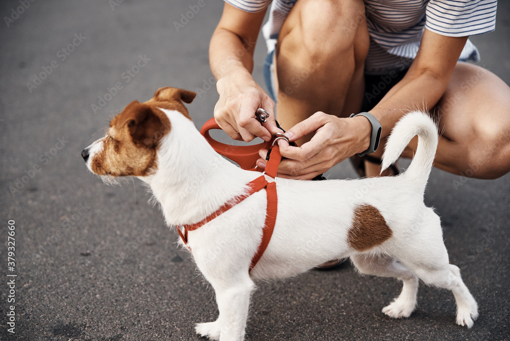 Owner attaches leash to the dog on the walk Owner attaches leash to the dog on the walk