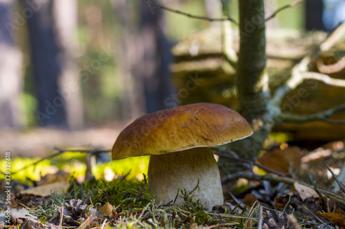 big wide cep mushroom grows in forest