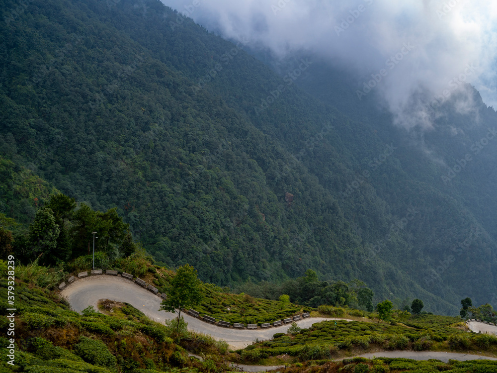 Fototapeta premium Himalayan Tea Estates