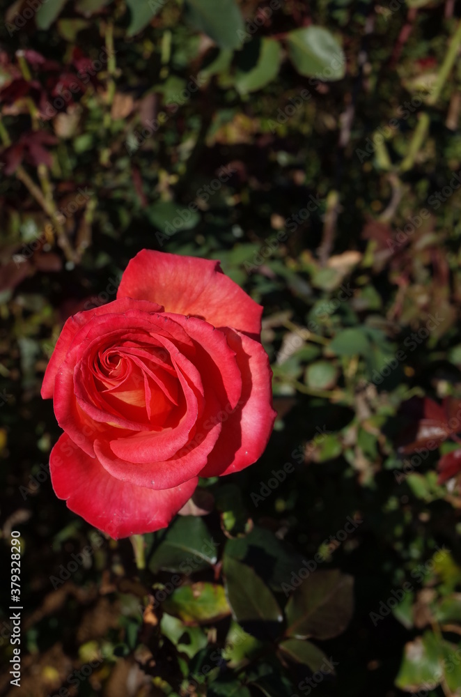 Pink blend Flower of Rose 'Saiun' in Full Bloom
Pink blend Flower of Rose 'Saiun' in Full Bloom