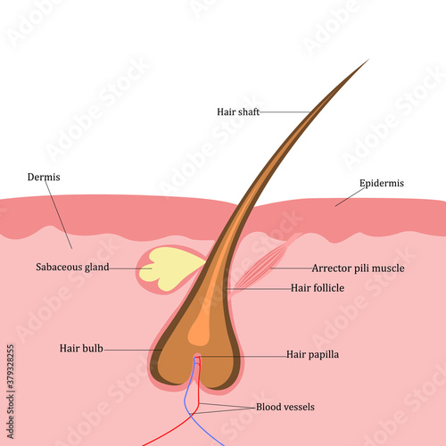 Hair structure. Vector illustration