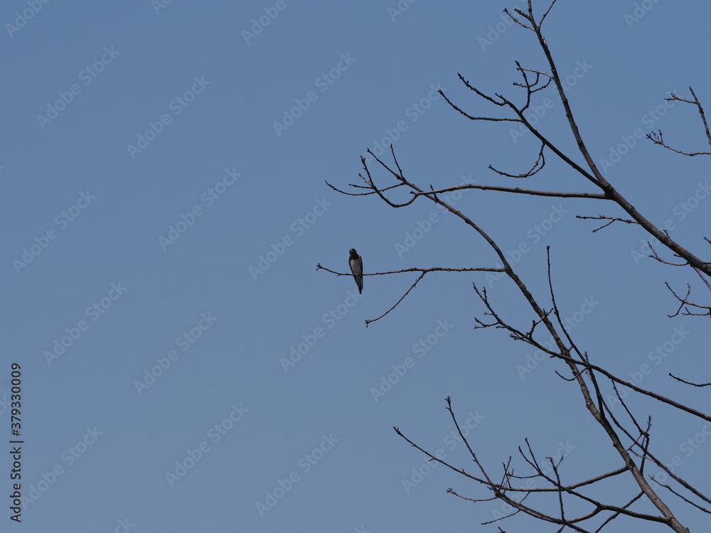 One swallow sits on tree in european Goczalkowice town at Silesian district in Poland, clear blue sky in 2020 warm sunny spring day on June. One swallow sits on tree in european Goczalkowice town at Silesian district in Poland, clear blue sky in 2020 warm sunny spring day on June.