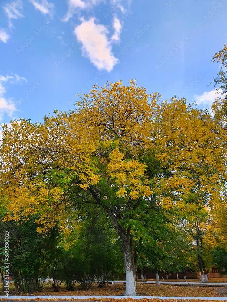 Naklejka premium autumn in the park