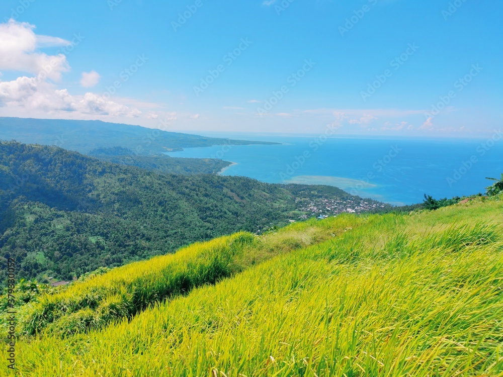 landscape with grass and blue sky