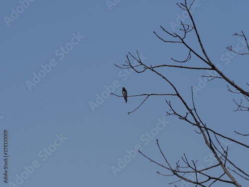 One swallow sits on tree in european Goczalkowice town at Silesian district in Poland  clear blue sky in 2020 warm sunny spring day on June.