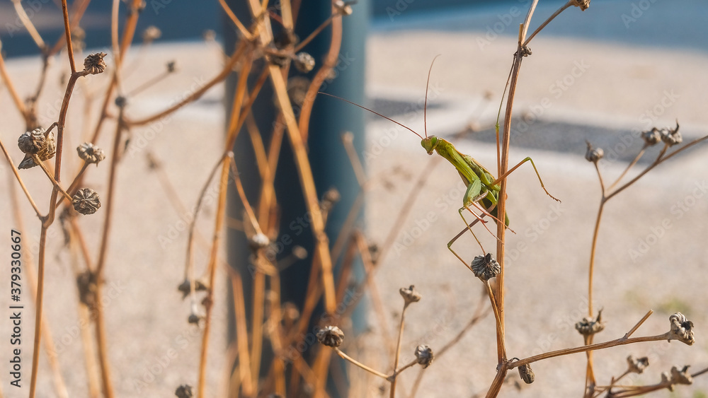 Mante religieuse sur une plante en été Mante religieuse sur une plante en été