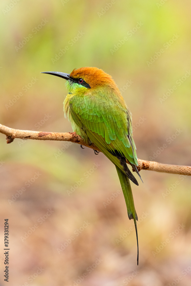 Green Bee-Eater perching on a tree branch looking into a distance Green Bee-Eater perching on a tree branch looking into a distance