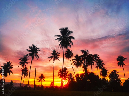 palm trees at sunset © lucky