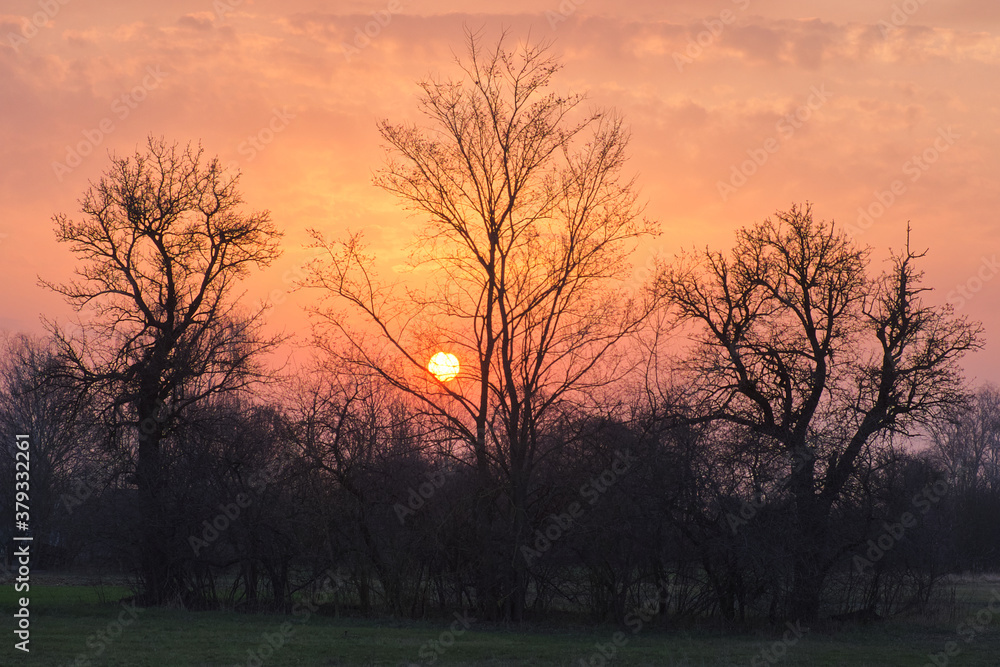 Sunset behind the trees. Silhouettes of trees on the background of the sunset. Evening landscape. Sunset behind the trees. Silhouettes of trees on the background of the sunset. Evening landscape.