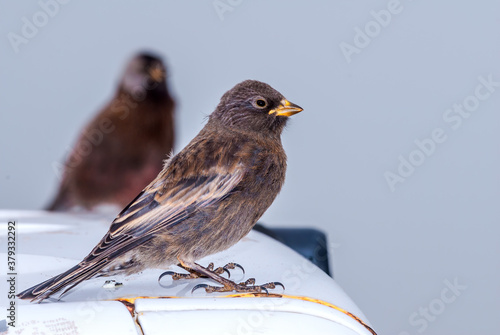 Immature Grey-crowned Rosy-Finch (Leucosticte tephrocotis maxima) St. George Island, Pribilof Islands, Alaska, USA photo