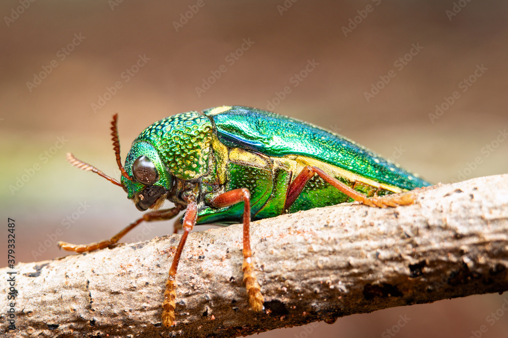 Naklejka premium Closeup jewel beetles or buprestidae on tree branch with blurry background. Macro shot wildlife insect of metallic wood-boring beetles.
