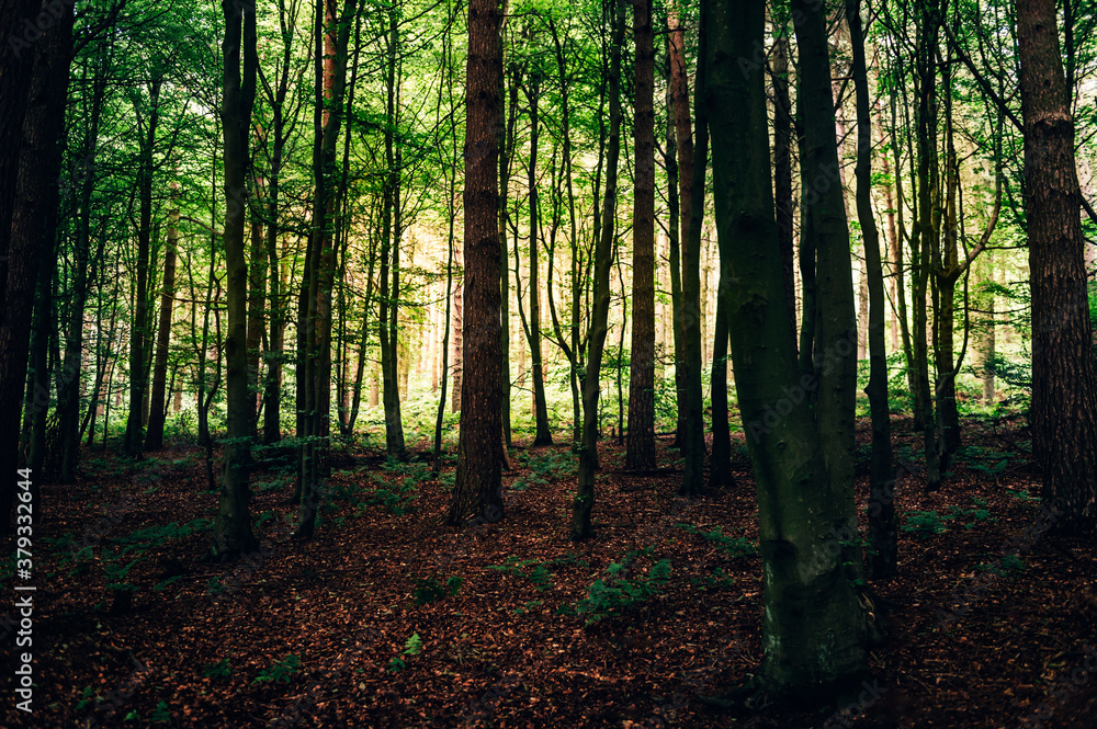 Obraz premium Dark forest during summer