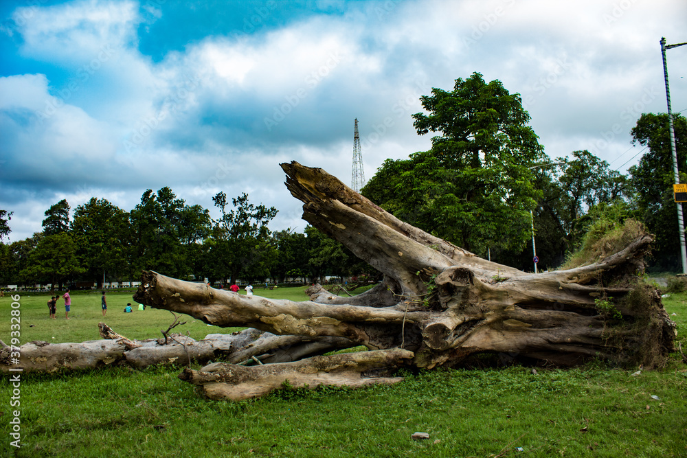 A huge tree bark in the park
