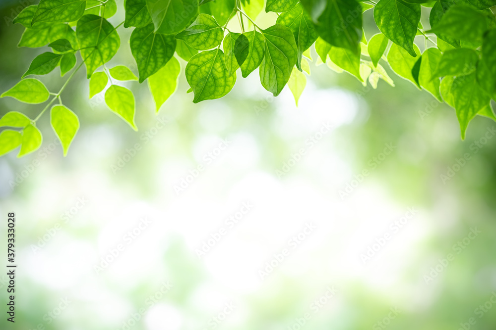 Concept nature view of green leaf on blurred greenery background in garden and sunlight with copy space using as background natural green plants landscape, ecology, fresh wallpaper concept. Concept nature view of green leaf on blurred greenery background in garden and sunlight with copy space using as background natural green plants landscape, ecology, fresh wallpaper concept.
