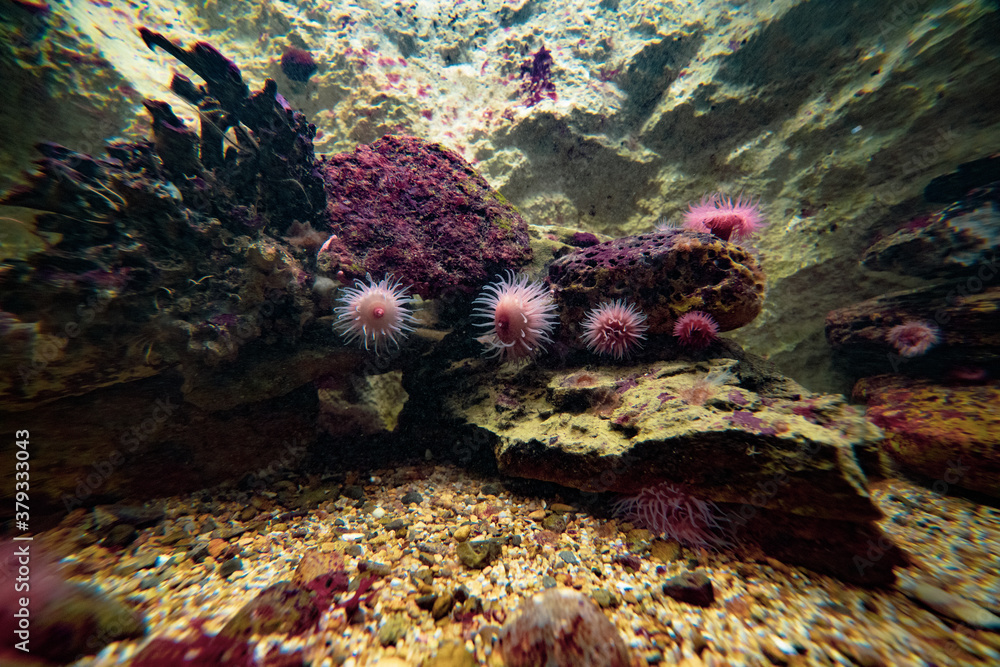 corail rose sur récif