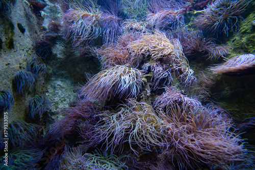 algues multicolores sur rocher