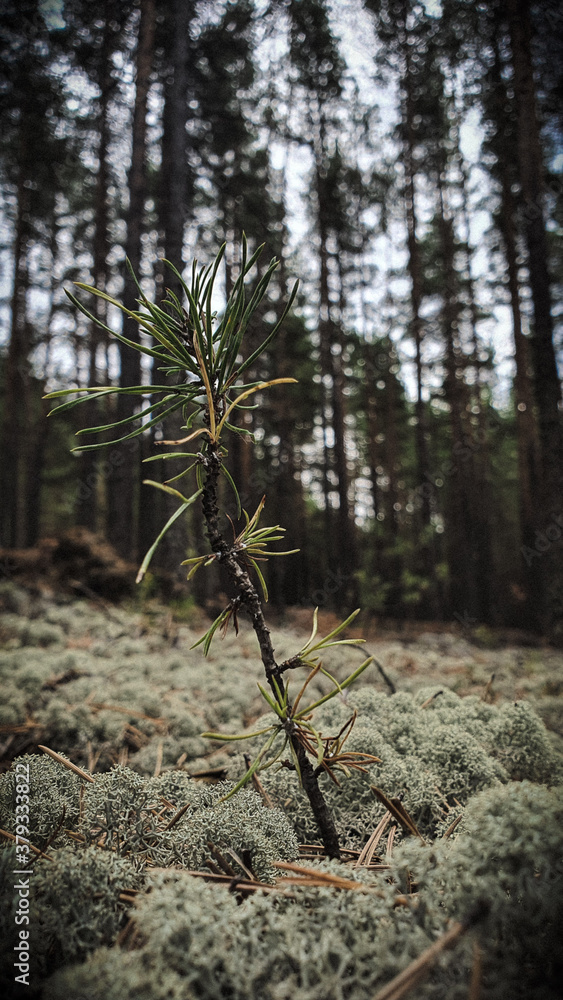 pine tree forest