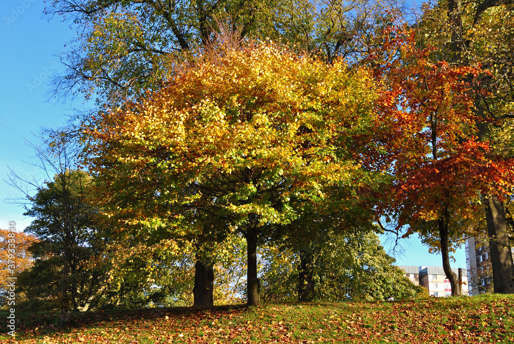 Isolated Tree with Autumn Leaves in Public Park Isolated Tree with Autumn Leaves in Public Park