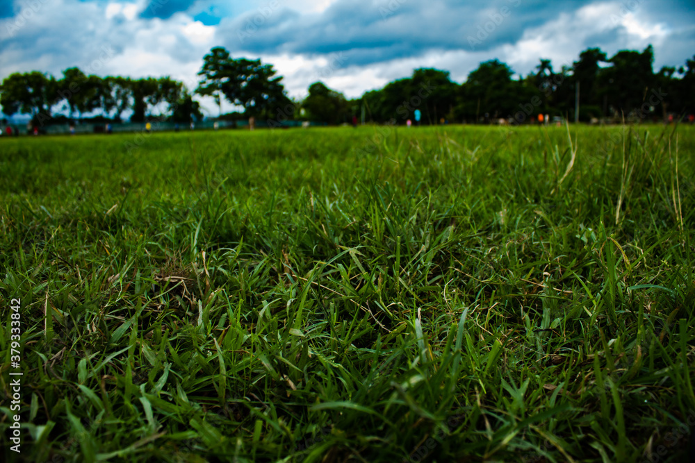 Obraz premium green grass and blue sky