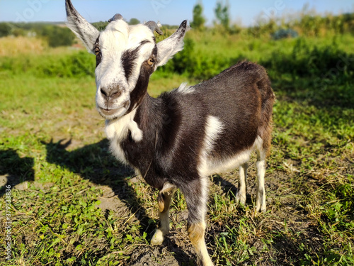 Fototapeta Naklejka Na Ścianę i Meble -  goat on the meadow