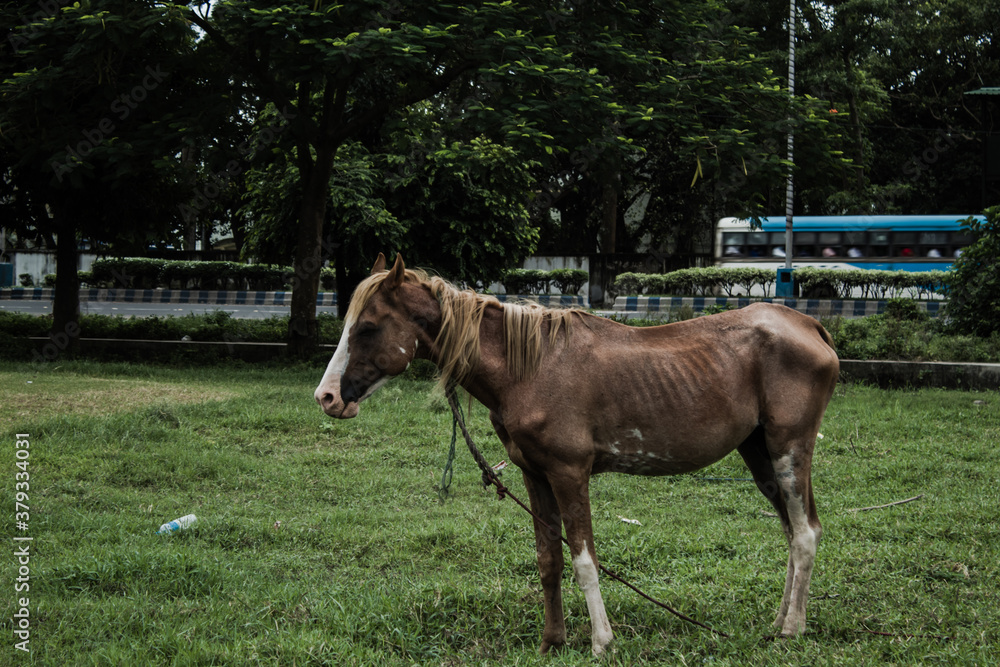 horse in a city field