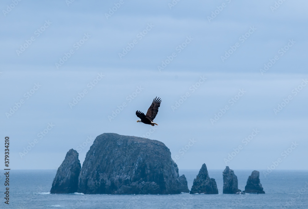 Bald Eagle (Haliaeetus leucocephalus) at Chowiet Island, Semidi Islands, Alaska, USA