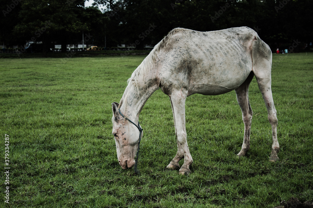 Fototapeta premium A horse in a field