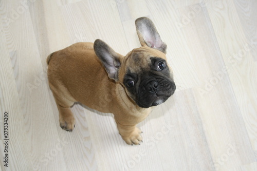 Fototapeta Naklejka Na Ścianę i Meble -  french bulldog Bourbon puppy