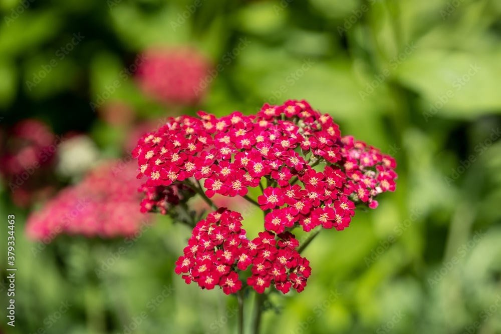 Red Velvet Yarrow (Achillea millefolium) flower with blurred background