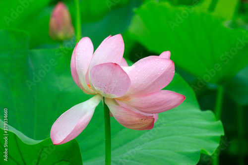 Lotus in the pond