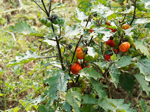 Plants dressés de gilo ou aubergines éthiopiennes (Solanum aethiopicum) aux fruits rayurés vert ou amères rouge orangé, feuillage comestible photo