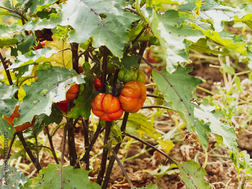 (Solanum aethiopicum) Aubergine éthiopienne ou aubergine rouge de Turquie à fructification rouge orangé et légumes-feuilles comestibles photo