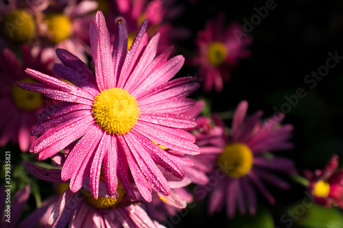 pink flower in the morning close up with drops of dew. pink chrysanthemum after rain. Selective focus.