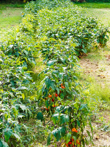 Plants dressés de gilo ou aubergines éthiopiennes (Solanum aethiopicum) aux fruits rayurés vert ou amères rouge orangé, feuillage comestible photo