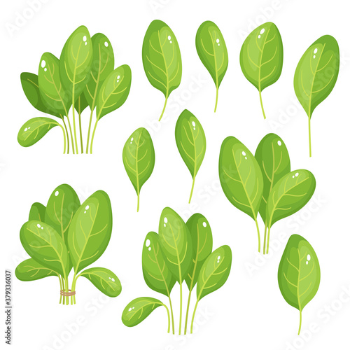 Cartoon bright spinach leaves isolated on white