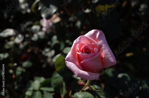 Light Pink Flower of Rose 'Sanbi' in Full Bloom
 photo