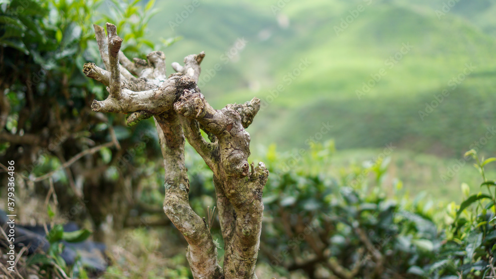 A dried tea tree trunk