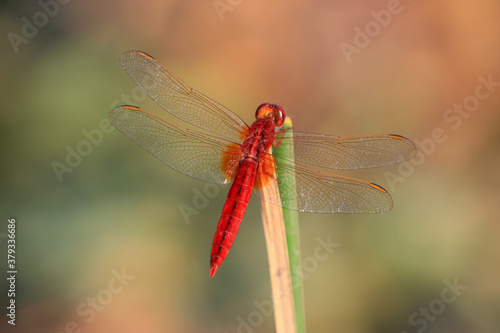 Red Dragonfly in Nature, North China